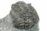 Phacopid (Adrisiops) Trilobite - Jbel Oudriss, Morocco #251657-5
